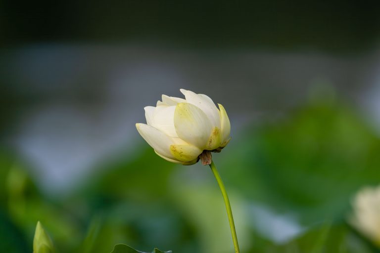 A closeup of Nelumbo lutea, American lotus.
